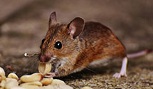 24 Hour & Emergency Exterminators in Manassas Park, VA